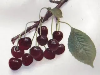Třešeň ptačí 'Plena'
