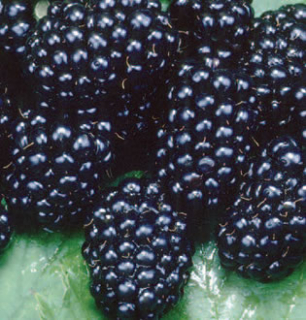 Ostružiník 'Black Satin'