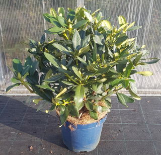 Rhododendron ´Cosmopolitan´