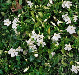 Barvínek menší "Gertrude Jekyll"