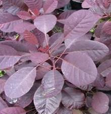 Cotinus cogygria ´Royal Purple´