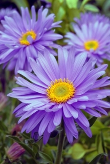 Astra alpská ´Violet´