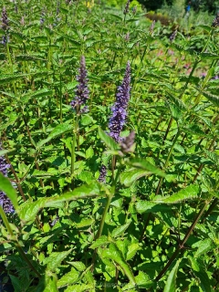 Agastache svráskalá ´Little Adder´ PBR