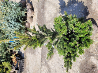 Jedle bělokorá 'Pyramidalis'