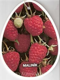 Malina ´TULAMEEN´