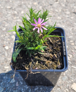 Astra keříčkovitá 'Wood's Pink