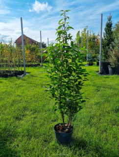 Portugalská bobkovišeň, vavřín "Angustifolia"  