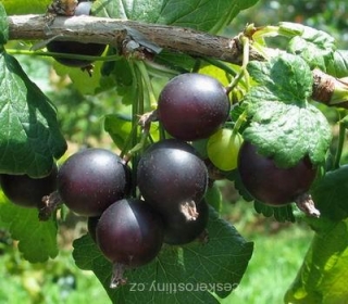 stromková JOSTA