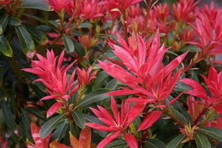 Pieris japonský ´FOREST FLAME´