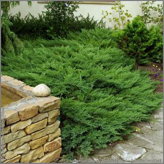 Jalovec chvojka ´Tamariscifolia´