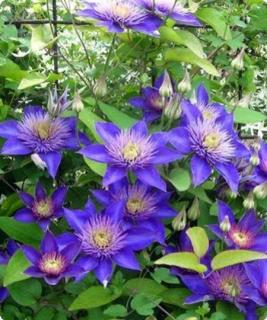 Clematis ´MULTI BLUE´