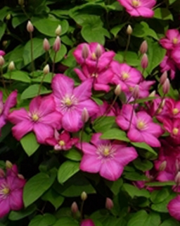 Clematis ´ERNEST MARKHAM´