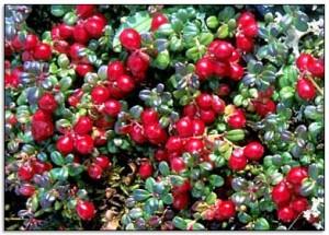 Brusinky ´Red Pearl´